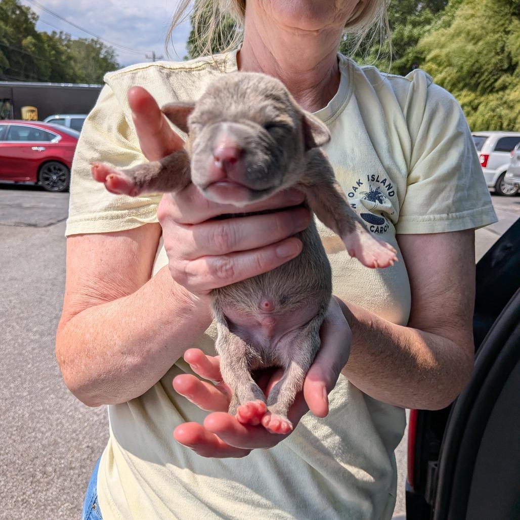 Enlarge Miami Puppy - Sunshine, a Adoptable mixed breed in Fairfax, VA image 5/6
