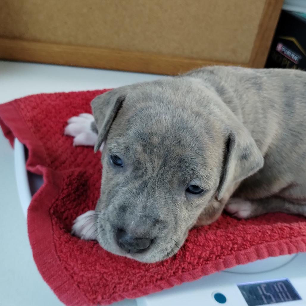 Enlarge Miami Puppy - Sunshine, a Adoptable mixed breed in Fairfax, VA image 6/6