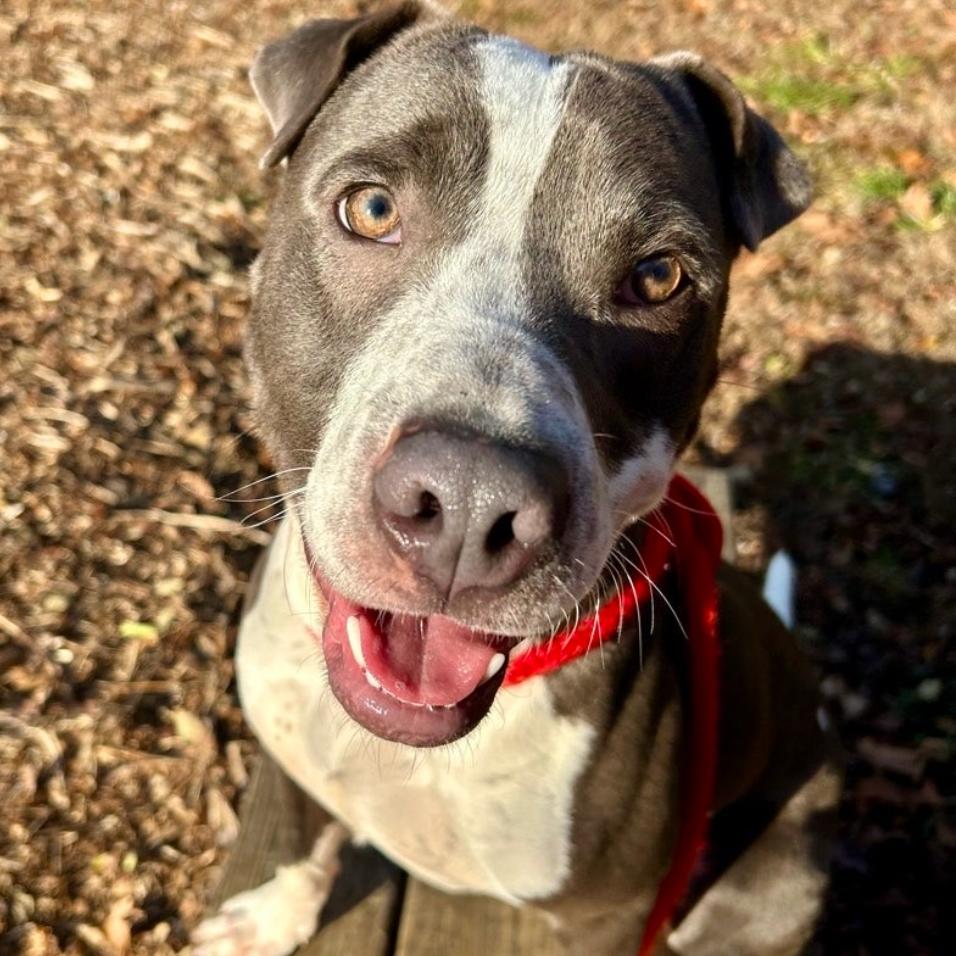 Bill, Adoptable, Adult Male Pit Bull Terrier.