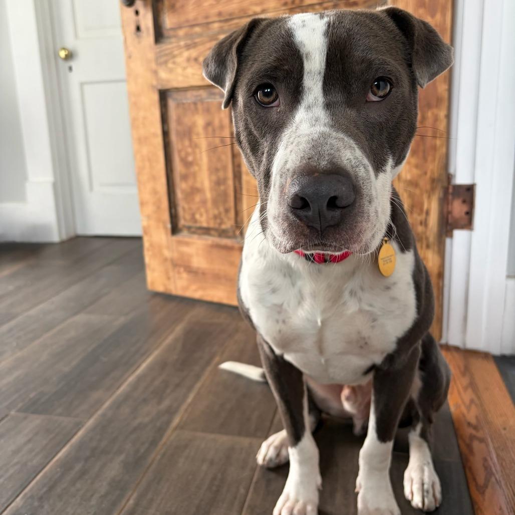 Enlarge Bill, a Adoptable Pit Bull Terrier in Chattanooga, TN image 2/4