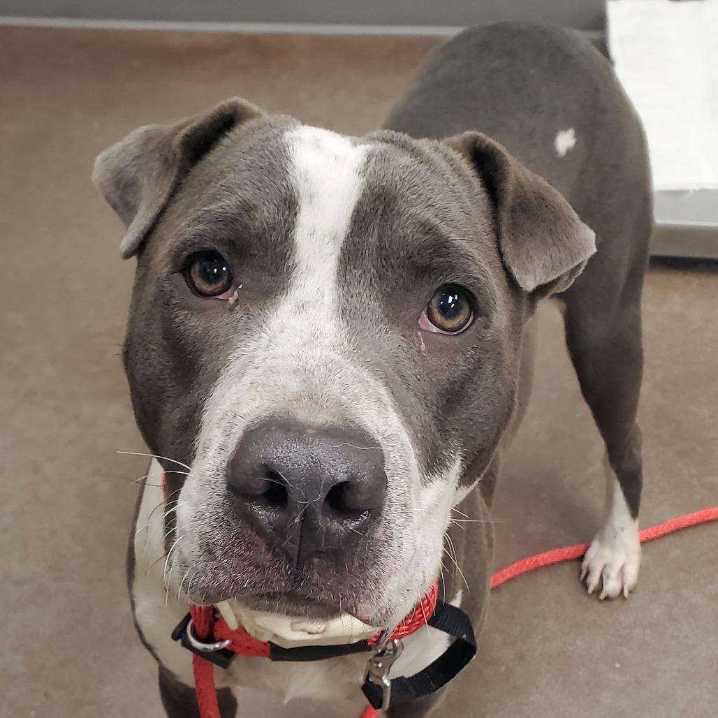 Bill, a Adoptable Pit Bull Terrier in Chattanooga, TN image 2/4