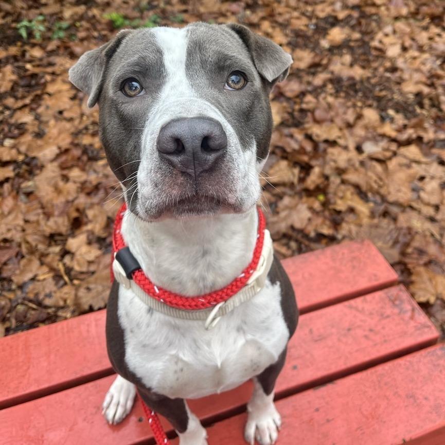 Bill, a Adoptable Pit Bull Terrier in Chattanooga, TN image 3/4