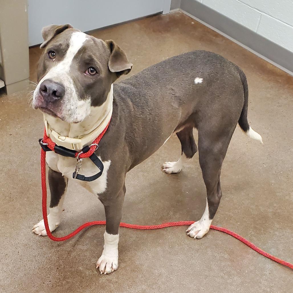 Bill, a Adoptable Pit Bull Terrier in Chattanooga, TN image 4/4