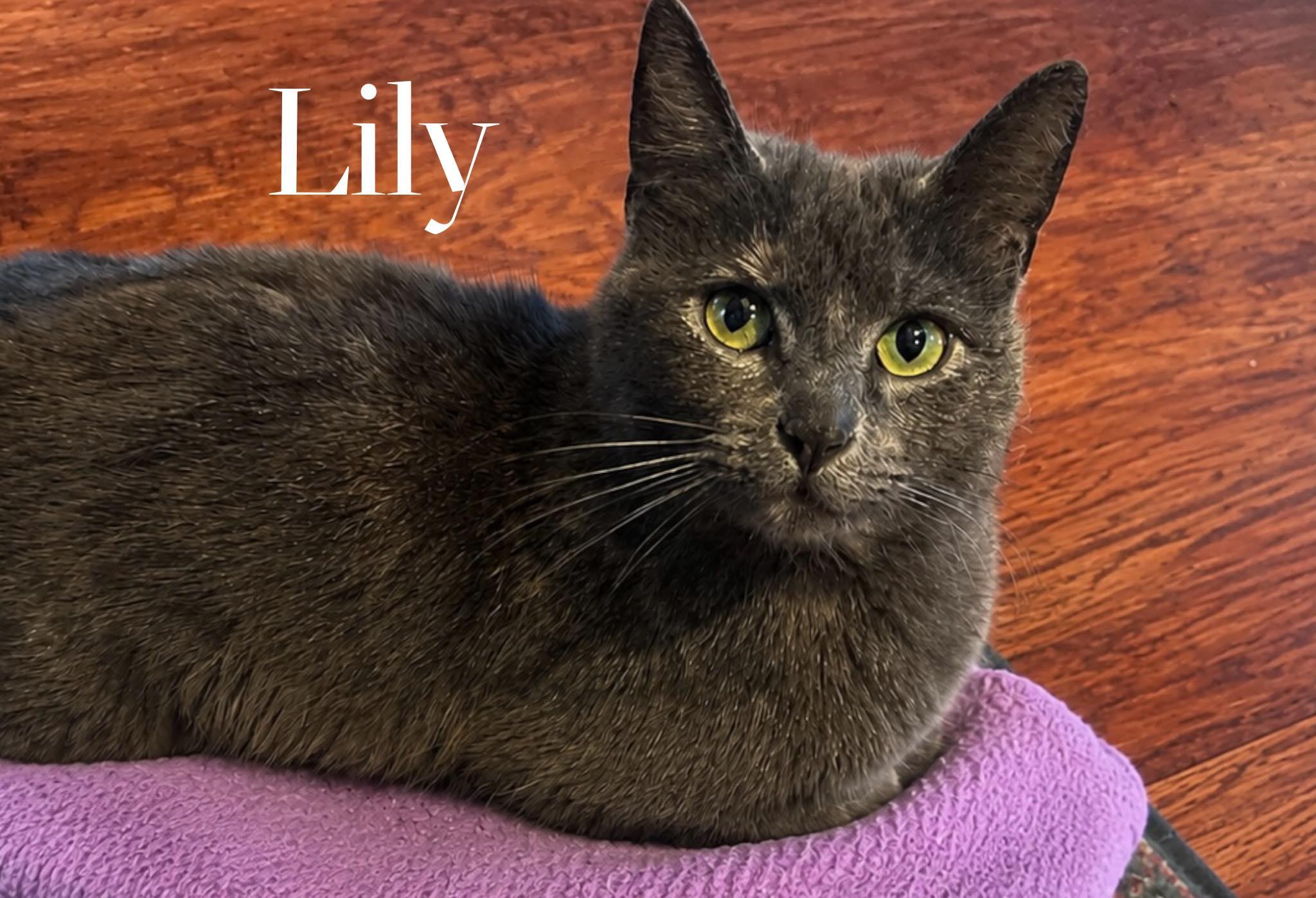Lily, ADOPTABLE, Adult Female Domestic Short Hair.