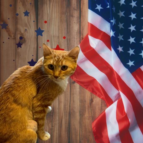 Caroline, a Adoptable Domestic Short Hair in Edmond, OK image 1/5