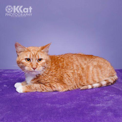 Caroline, a Adoptable Domestic Short Hair in Edmond, OK image 2/5