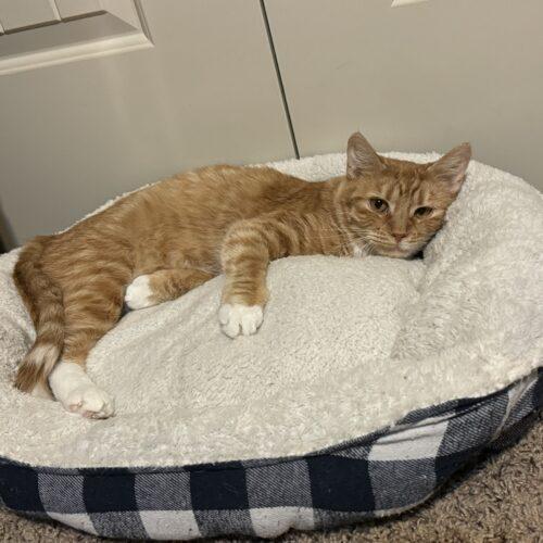 Caroline, a Adoptable Domestic Short Hair in Edmond, OK image 2/5