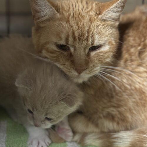 Caroline, a Adoptable Domestic Short Hair in Edmond, OK image 3/5