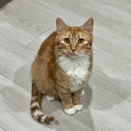 Caroline, a Adoptable Domestic Short Hair in Edmond, OK image 5/5