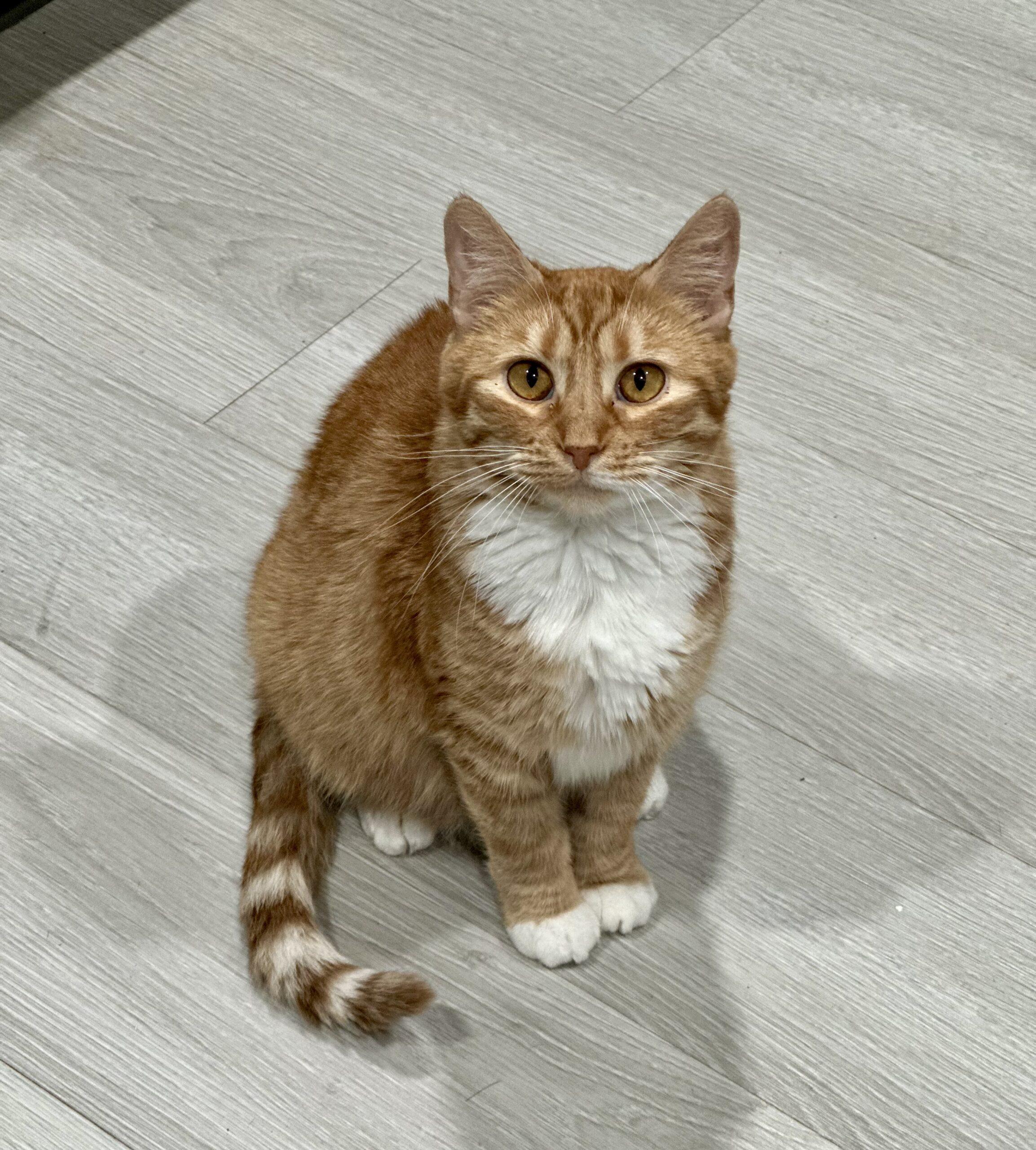 Enlarge Caroline, a Adoptable Domestic Short Hair in Edmond, OK image 5/6