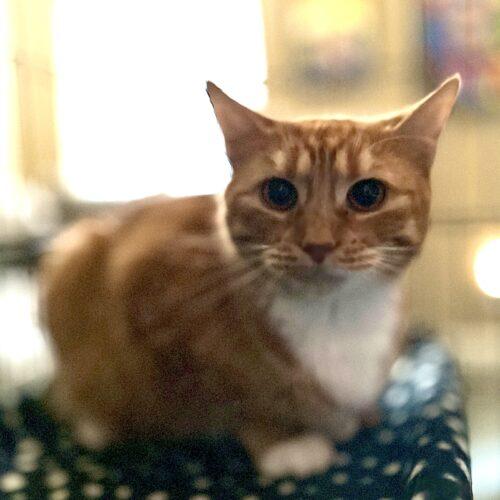 Caroline, a Adoptable Domestic Short Hair in Edmond, OK image 4/5