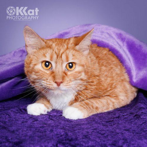 Caroline, a Adoptable Domestic Short Hair in Edmond, OK image 6/6