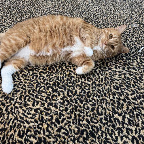 Enlarge Caroline, a Adoptable Domestic Short Hair in Edmond, OK image 6/6