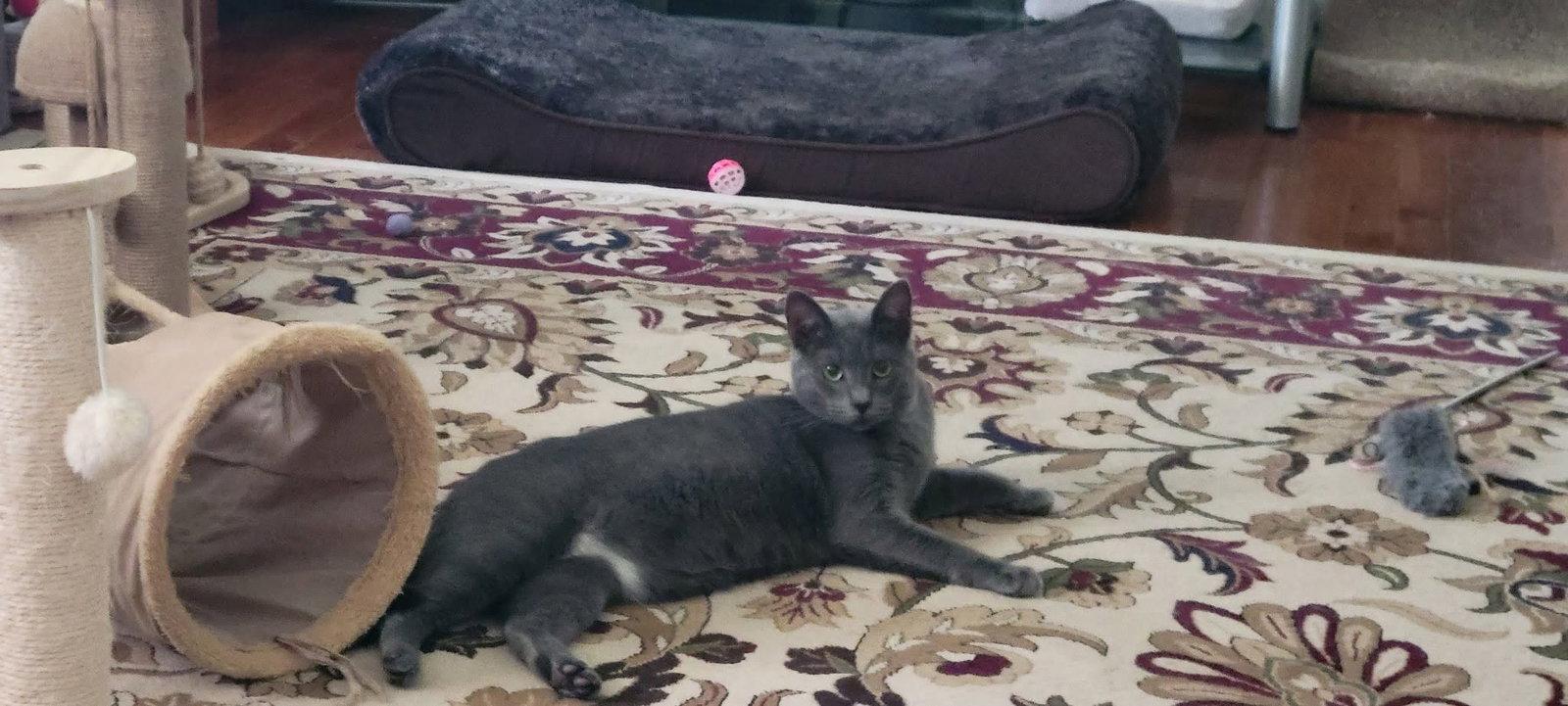 Punkin, a Adoptable American Shorthair in Roanoke, AL image 2/2