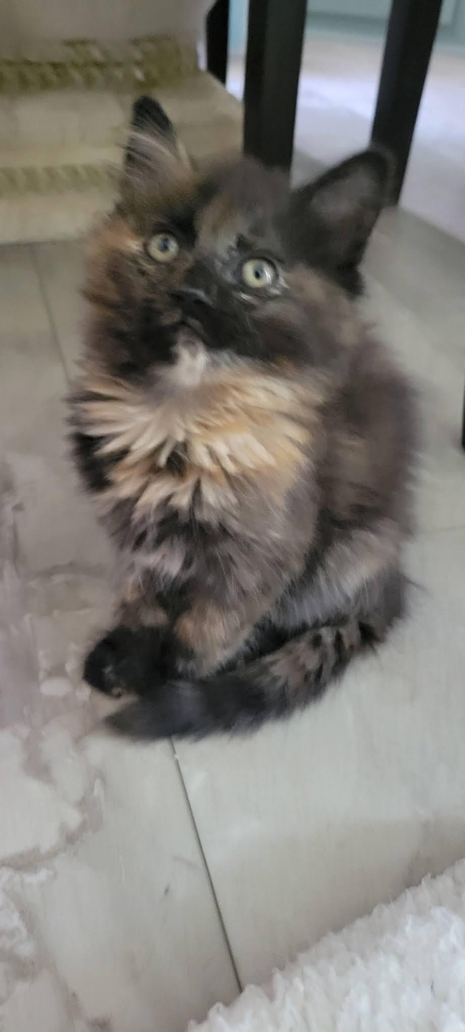 Ember, Adoptable, Kitten Female Domestic Long Hair.