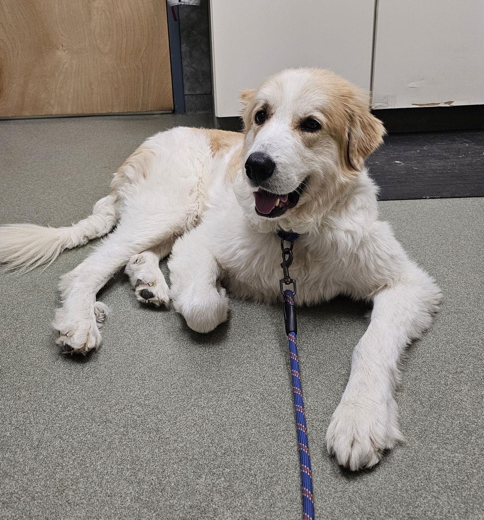 APOLLO, Adoptable, Senior Male Great Pyrenees.