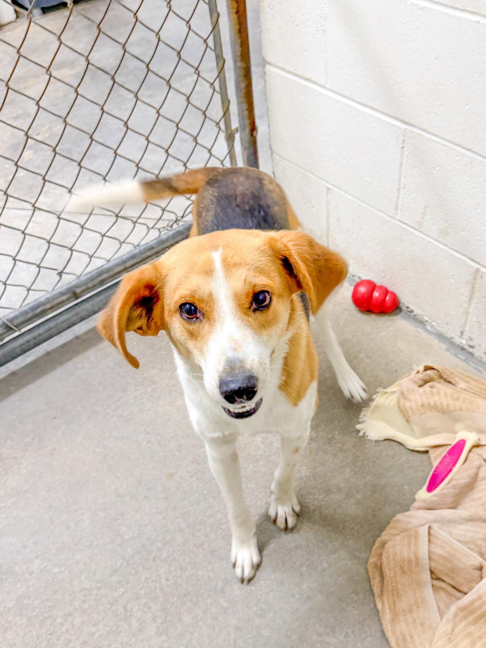 Enlarge Spinach, a Adoptable Beagle in Sanford, NC image 1/1