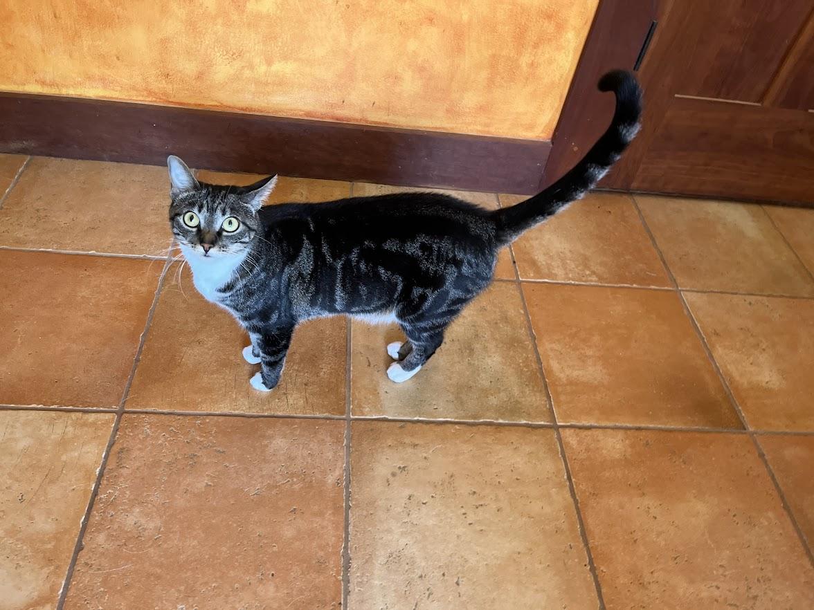 Enlarge Plum, a Adoptable Domestic Short Hair in Burlington, NC image 3/5