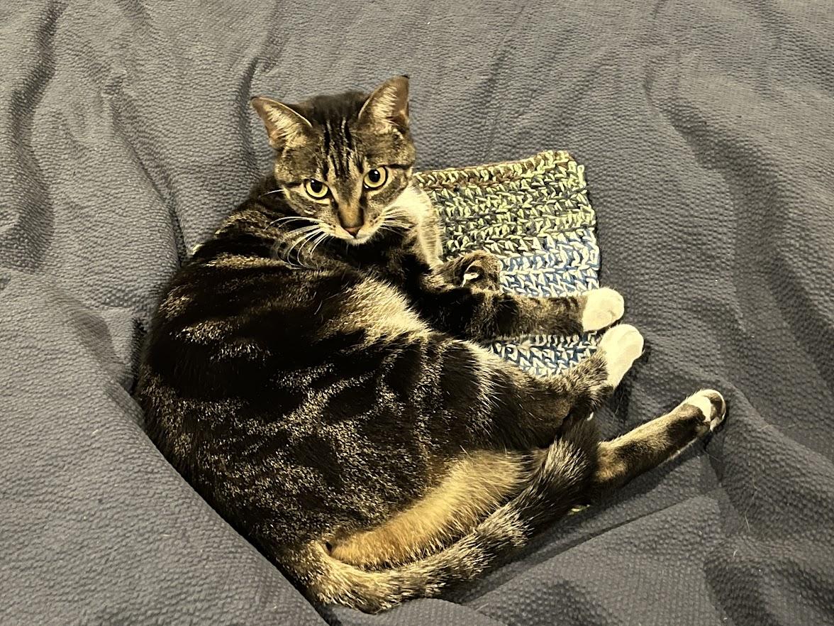Enlarge Plum, a Adoptable Domestic Short Hair in Burlington, NC image 2/5