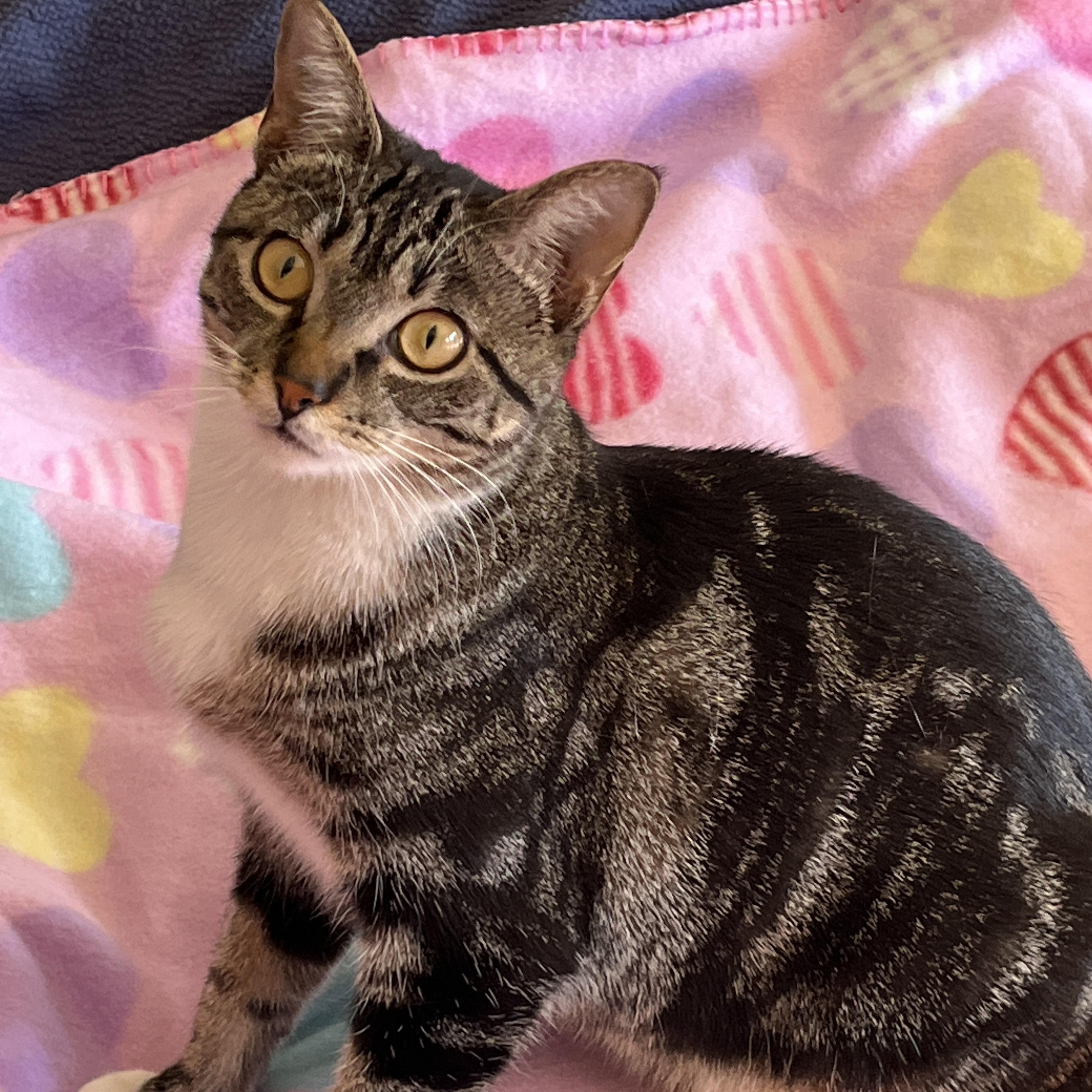 Plum, Young Female Domestic Short Hair