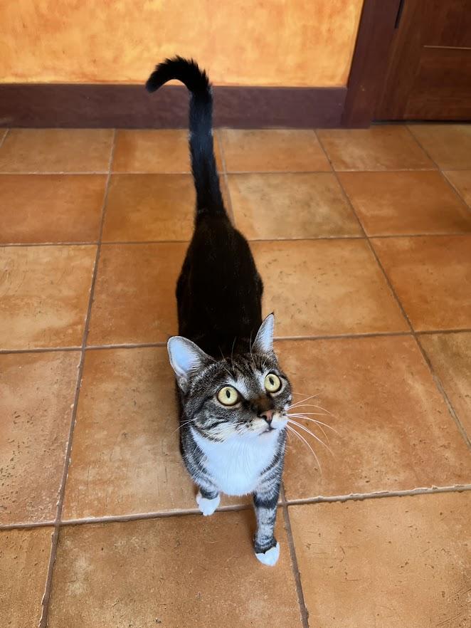 Enlarge Plum, a Adoptable Domestic Short Hair in Burlington, NC image 4/5