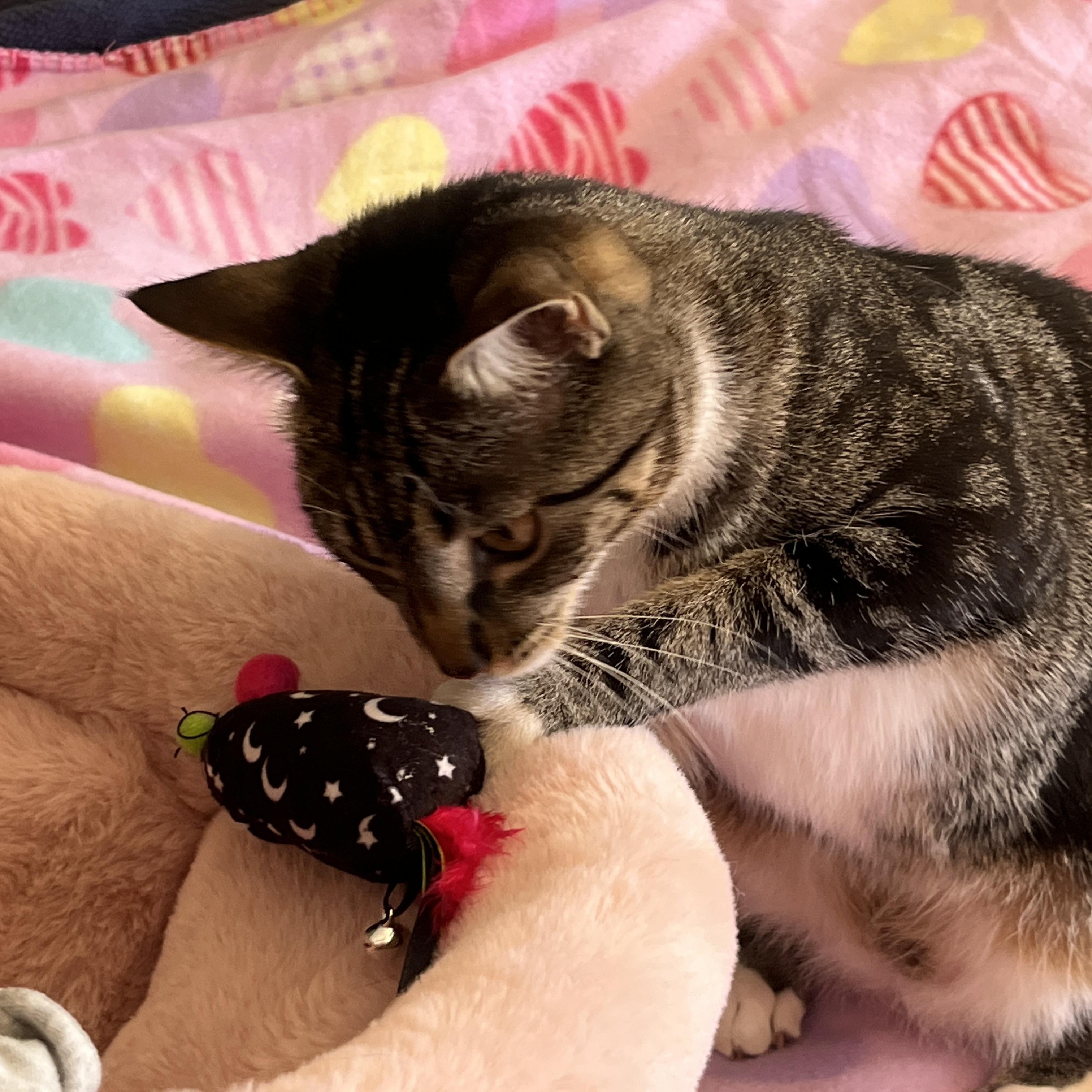 Plum photo 5
