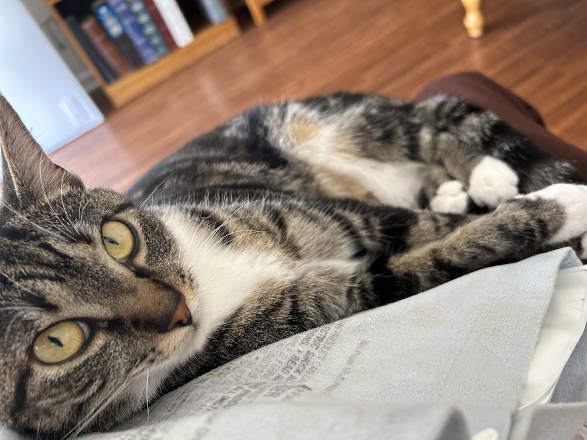 Plum, Adoptable, Adult Female Domestic Short Hair.