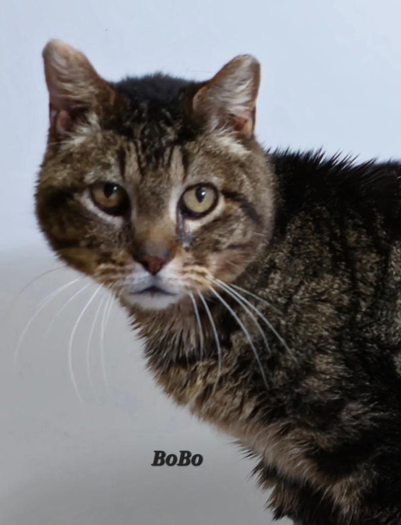 Enlarge BoBo, a Adoptable mixed breed in Cedar Rapids, IA image 1/1