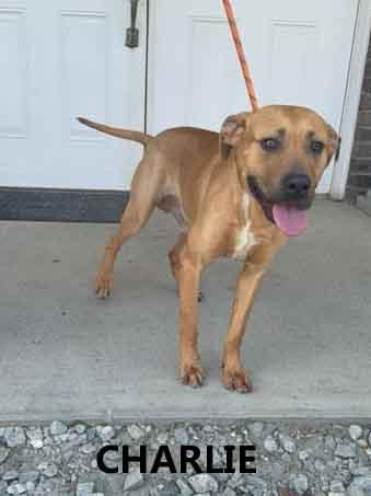 Charlie, ADOPTABLE, Adult Male Hound & Labrador Retriever.
