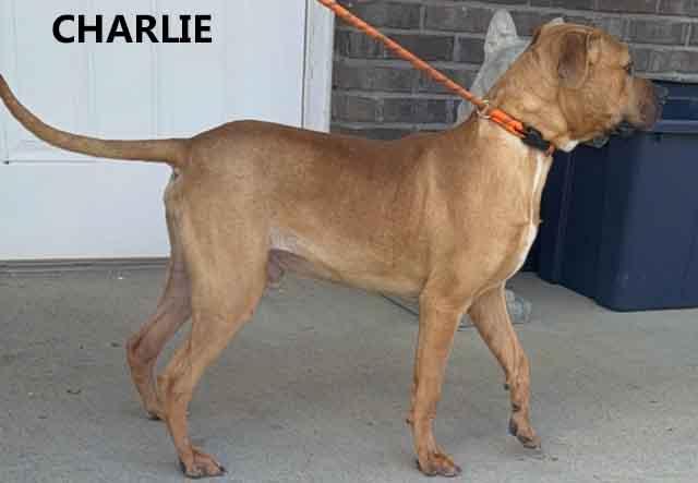 Charlie, a ADOPTABLE mixed breed in Washington, GA image 2/3