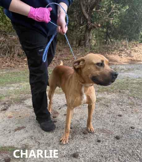 Charlie, a ADOPTABLE mixed breed in Washington, GA image 3/3