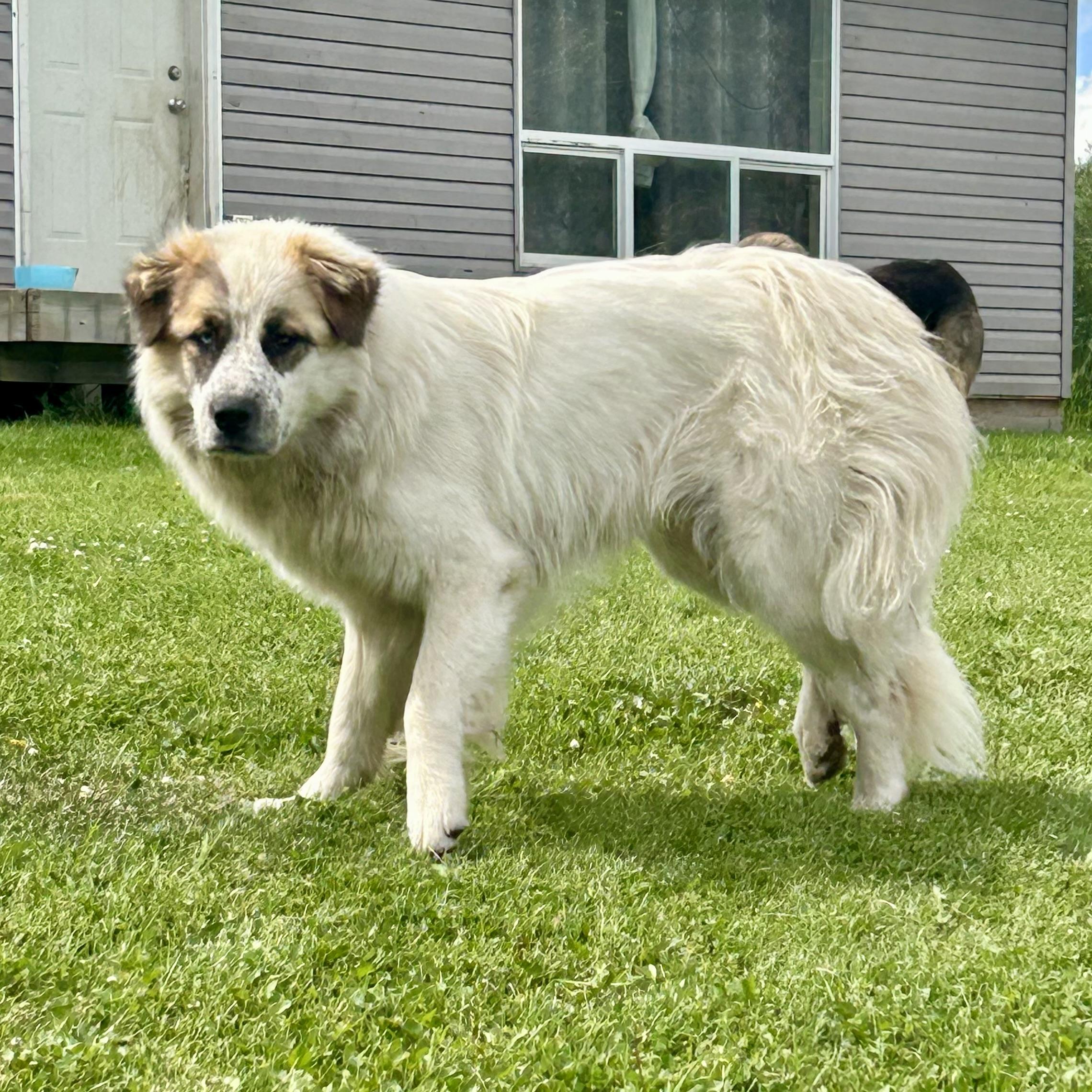Enlarge Boswell, a Adoptable mixed breed in Edmonton, AB image 3/4