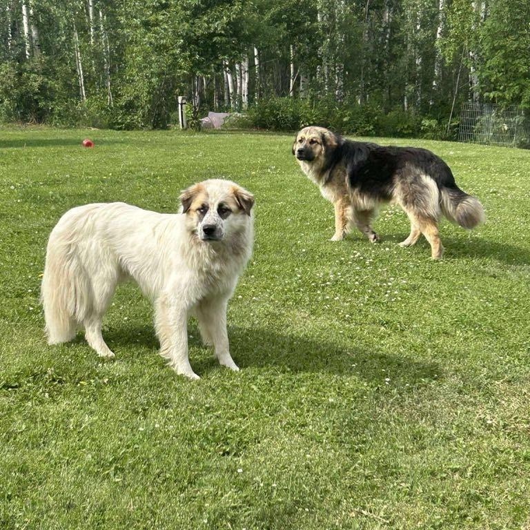 Enlarge Boswell, a Adoptable mixed breed in Edmonton, AB image 4/4