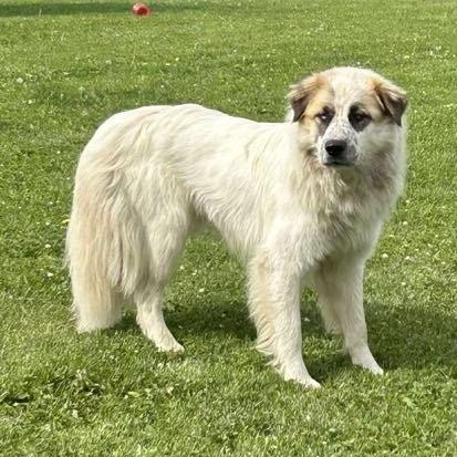 Enlarge Boswell, a Adoptable mixed breed in Edmonton, AB image 1/4