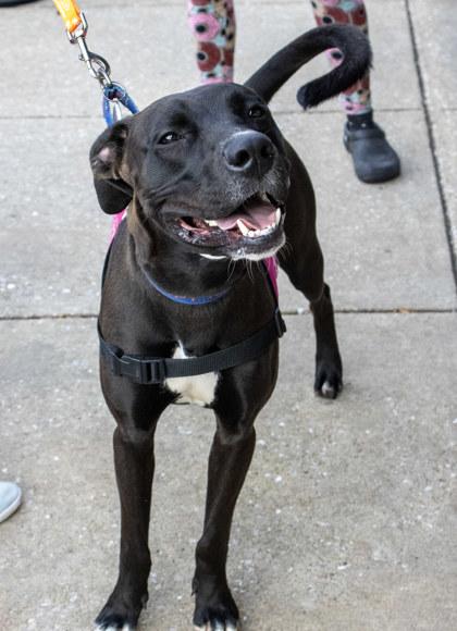Enlarge Teeka, a Adoptable mixed breed in Fallston, MD image 1/3