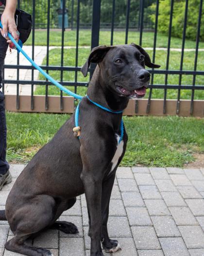 Enlarge Teeka, a Adoptable mixed breed in Fallston, MD image 1/3