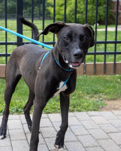 Enlarge Teeka, a Adoptable mixed breed in Fallston, MD image 2/3