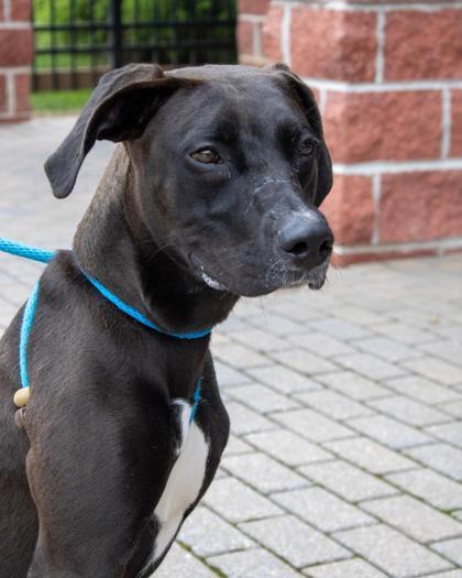 Enlarge Teeka, a Adoptable mixed breed in Fallston, MD image 3/3