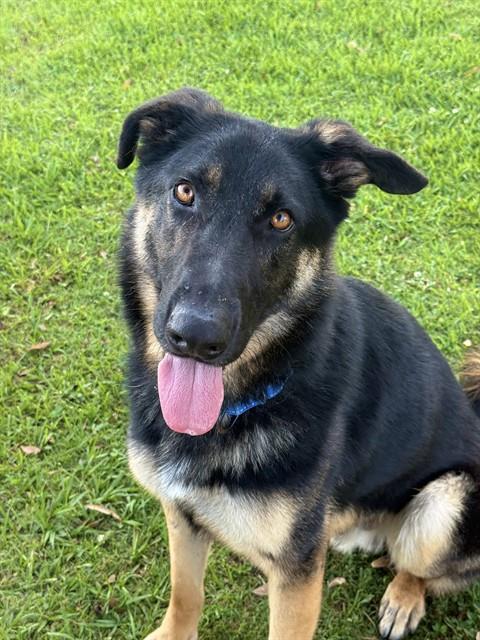 EASTON, Adoptable, Adult Male German Shepherd Dog.