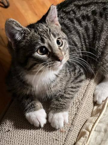 Cody & Marlin, Adopted, Kitten Male Domestic Short Hair & Tabby.