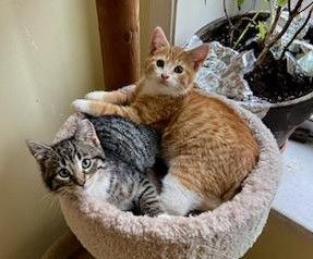 Enlarge Cody & Marlin, a Adopted mixed breed in CHICAGO, IL image 2/5