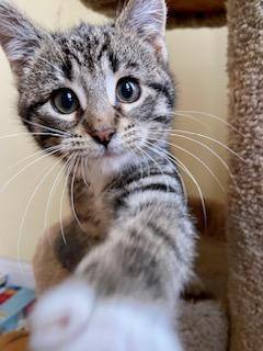 Enlarge Cody & Marlin, a Adopted mixed breed in CHICAGO, IL image 4/5