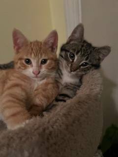 Enlarge Cody & Marlin, a Adopted mixed breed in CHICAGO, IL image 5/5