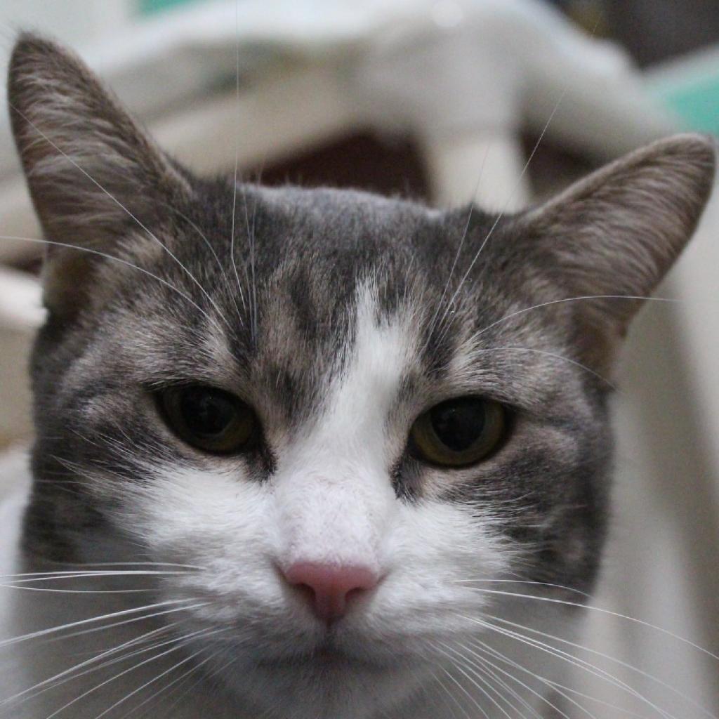 Ilse, Adoptable, Adult Female Domestic Short Hair.