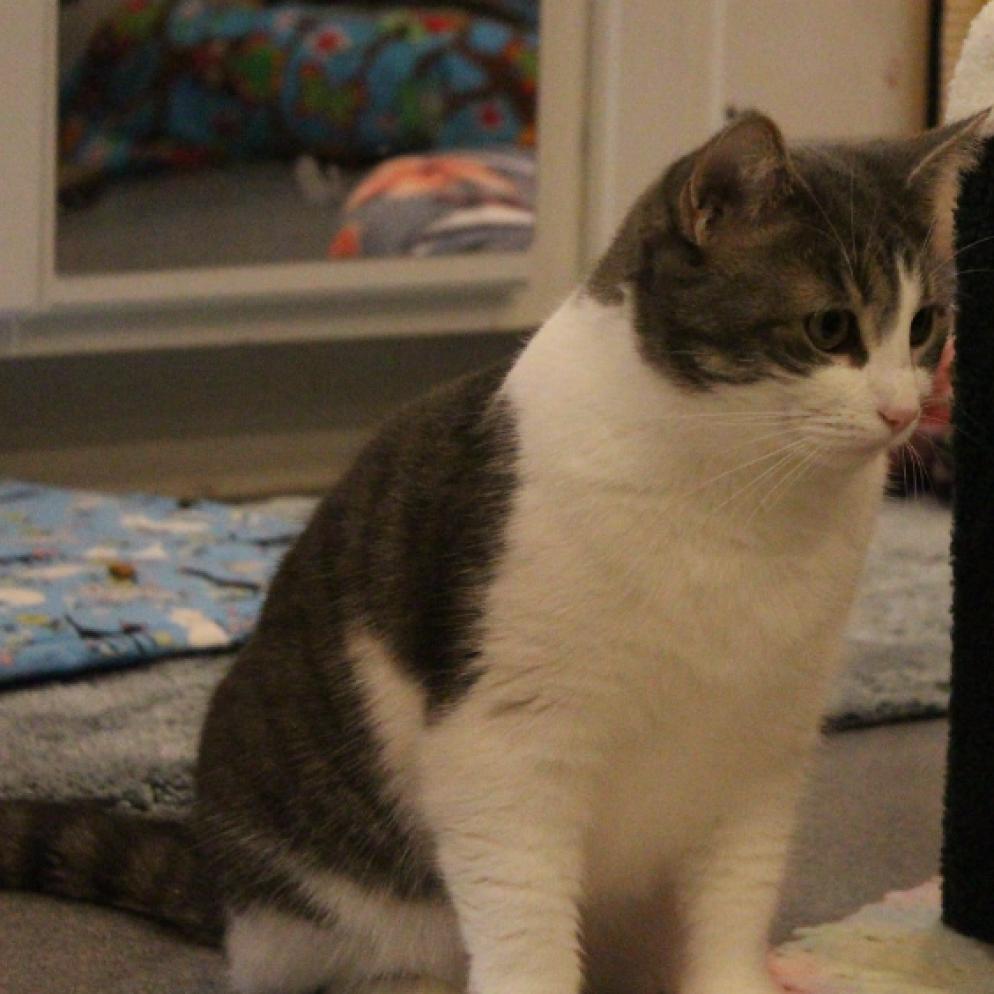 Enlarge Ilse, a Adoptable Domestic Short Hair in Defiance, OH image 2/6