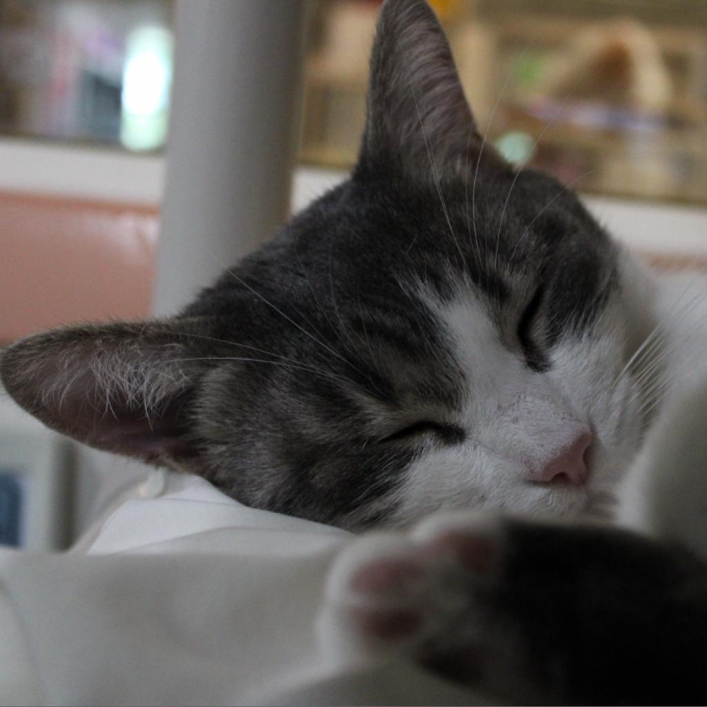 Enlarge Ilse, a Adoptable Domestic Short Hair in Defiance, OH image 4/6