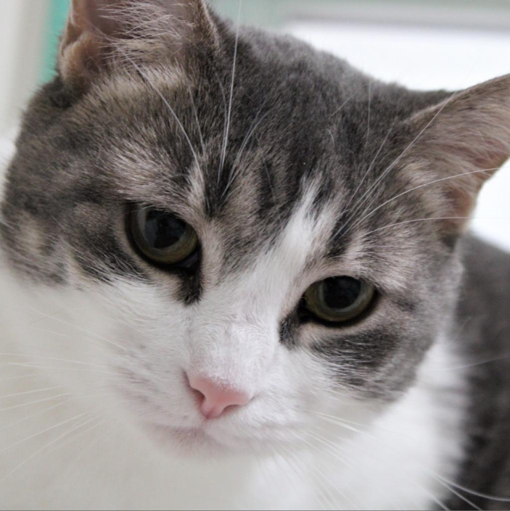 Enlarge Ilse, a Adoptable Domestic Short Hair in Defiance, OH image 5/6