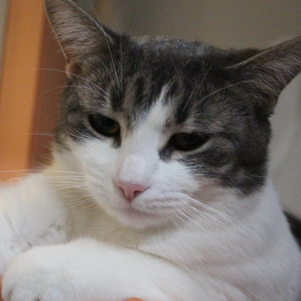 Enlarge Ilse, a Adoptable Domestic Short Hair in Defiance, OH image 6/6