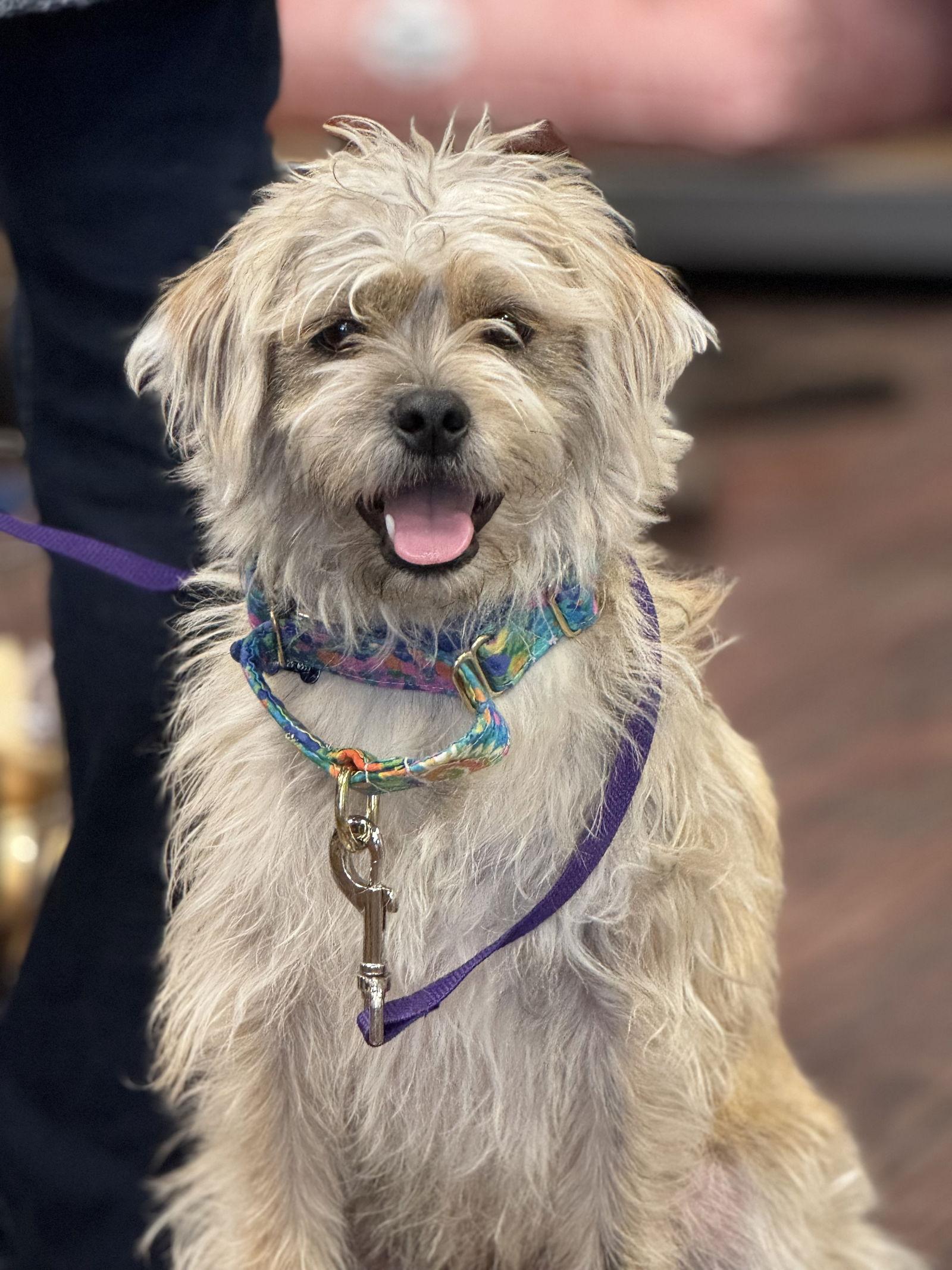 Enlarge Yahtzee, a Adoptable Terrier in Fort Worth, TX image 1/3