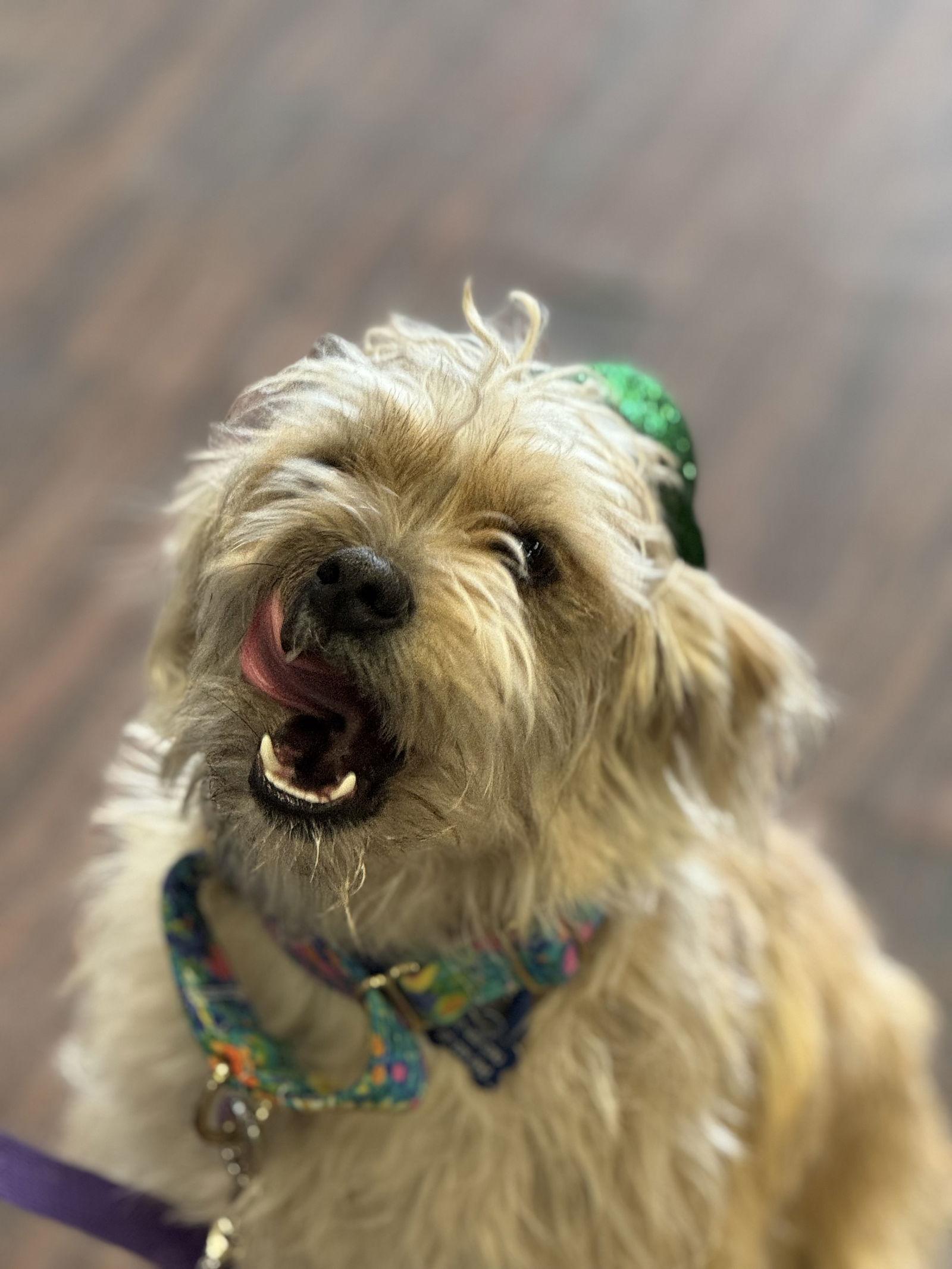 Enlarge Yahtzee, a Adoptable Terrier in Fort Worth, TX image 2/3